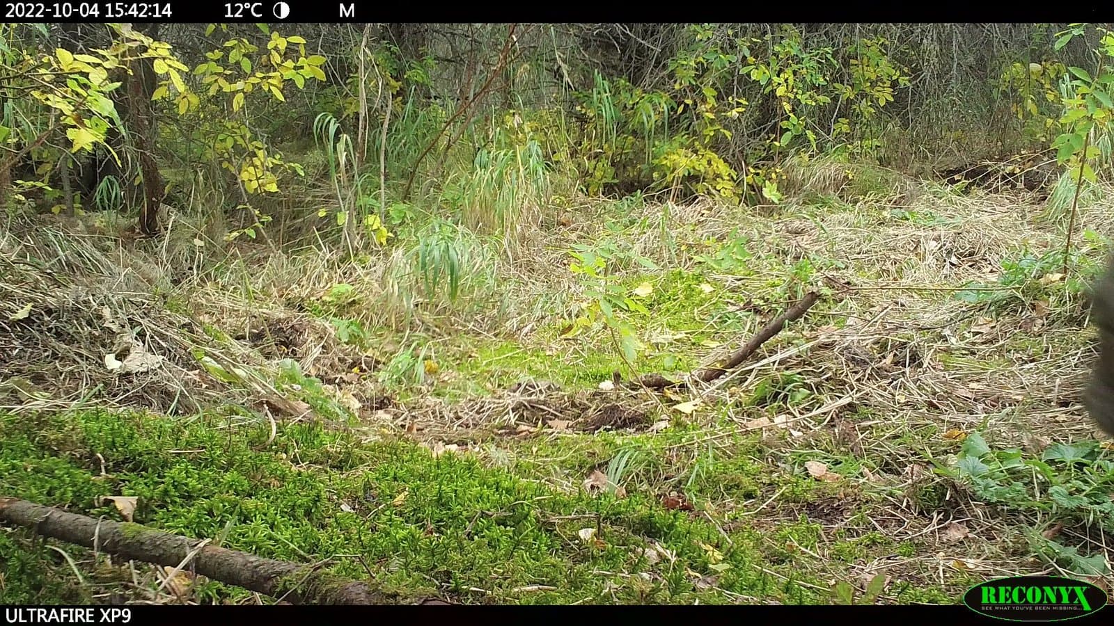 A Canada lynx walks through a mossy, wooded area captured by a trail camera in the Alaskan wilderness during early October.