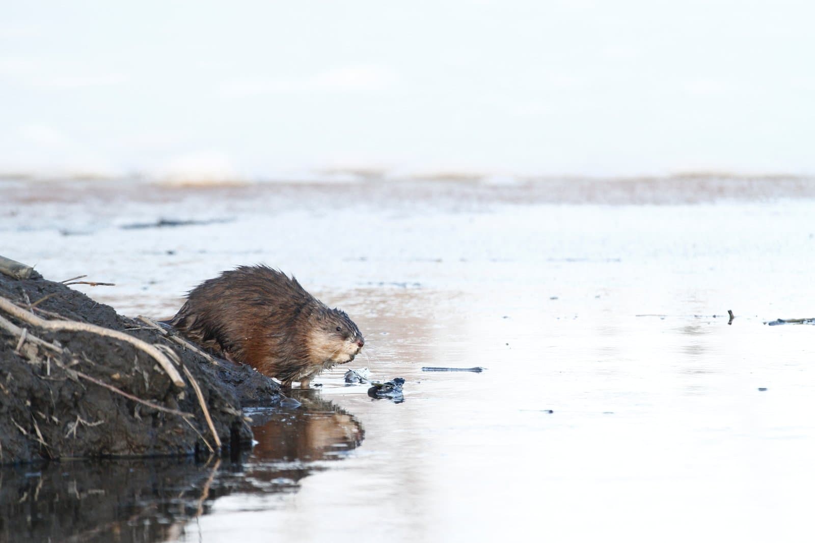 A muskrat perches on the edge of a beaver lodge at Kanuti Lake during the early spring thaw in interior Alaska.