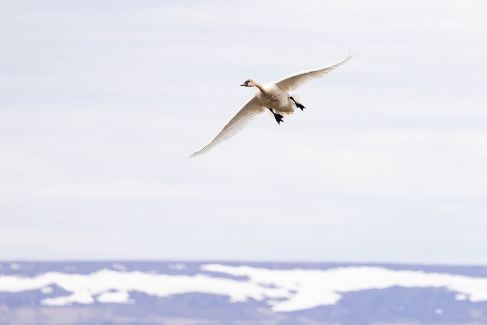A tundra swan glides through the air above a snow-covered landscape during the late spring season in Alaska.