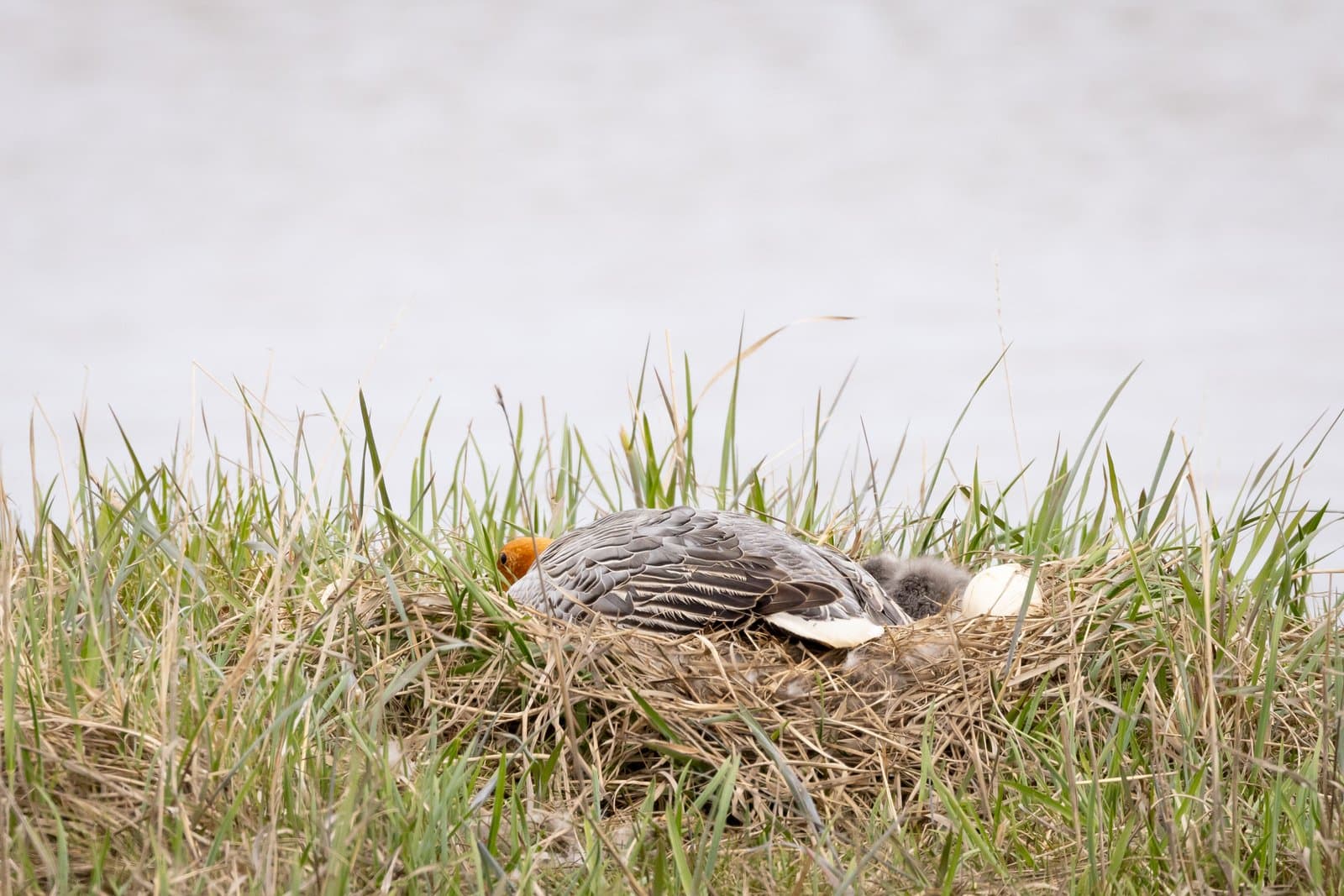 An adult emperor goose rests on a grass nest alongside its small, downy chicks near a body of water in Alaska.