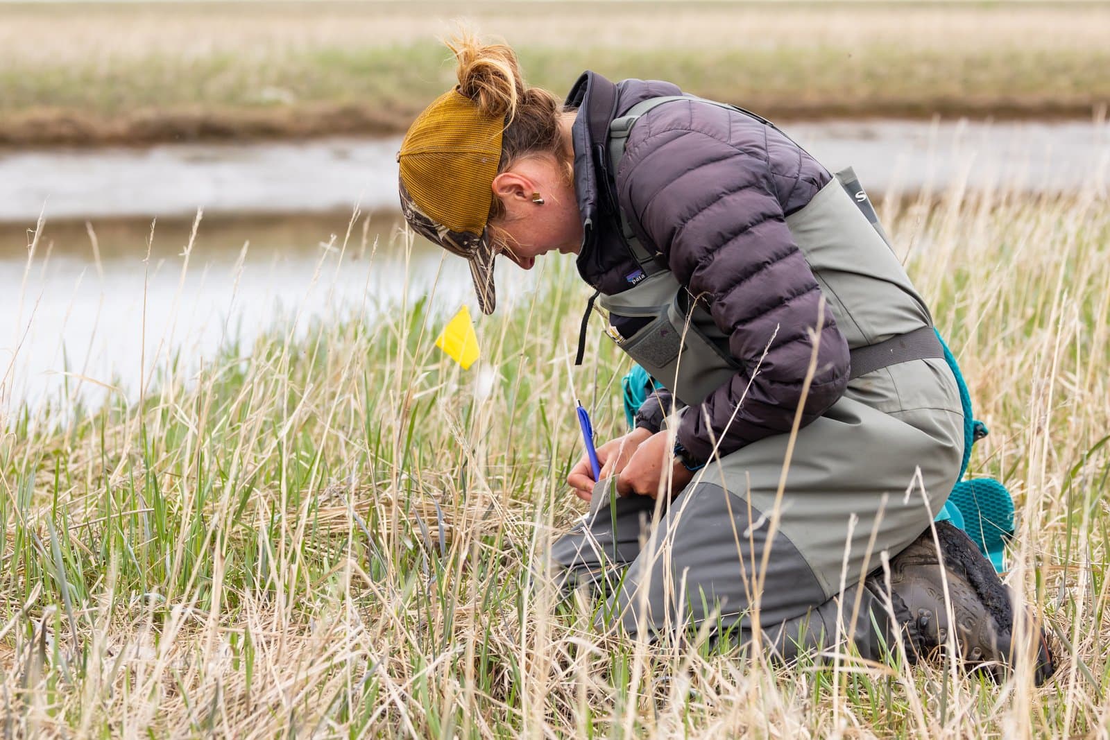 A biologist wearing waders and a cap kneels in a grassy field to monitor a nest near a body of water.
