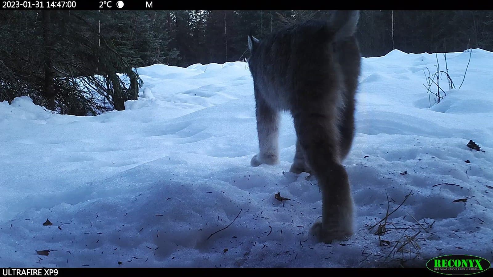 A Canada lynx walks through a snow-covered forest, captured by a trail camera on a cold winter afternoon in Alaska.