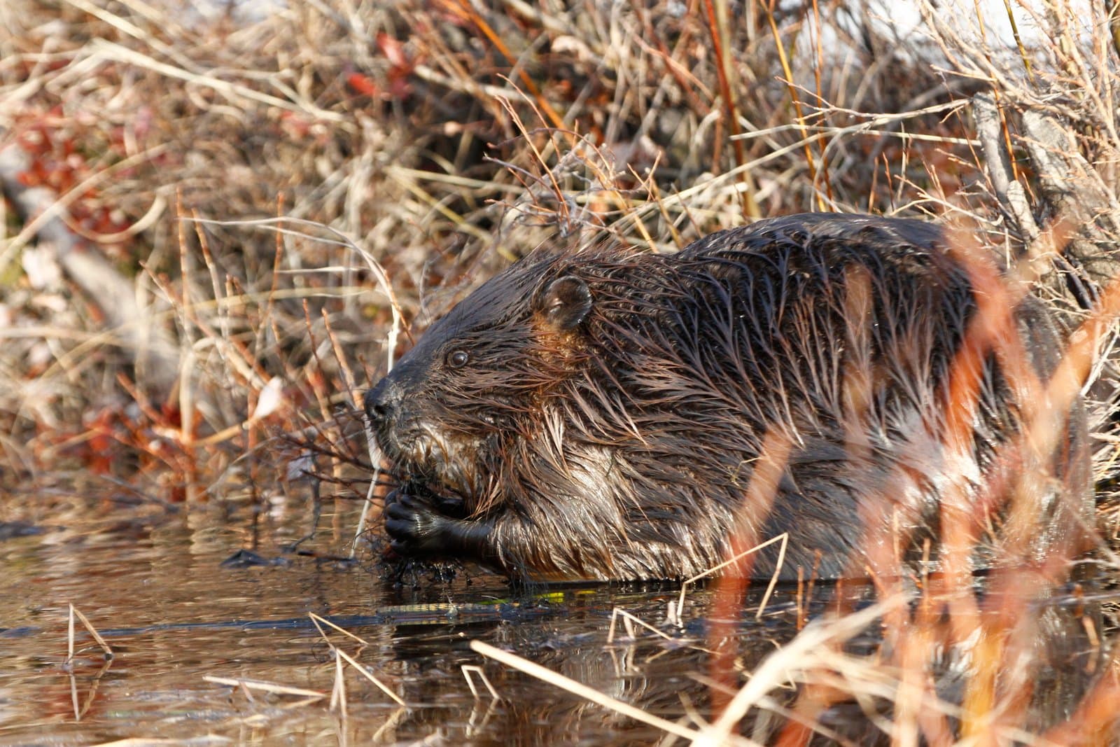 A beaver feeds on the flooded shore of Kanuti Lake during the spring, surrounded by dormant, brushy vegetation in May 2011.