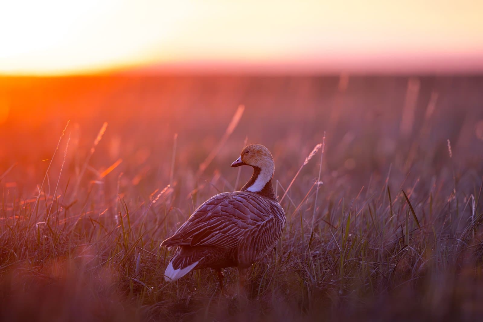 An Emperor goose stands in a grassy field during a vibrant sunset, illuminated by warm, golden light in a coastal environment.