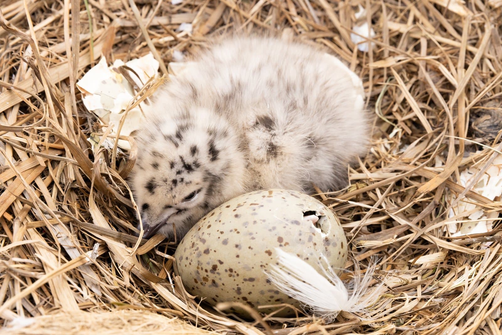 A fluffy, speckled gull chick rests in a straw nest next to a spotted egg that is beginning to hatch.