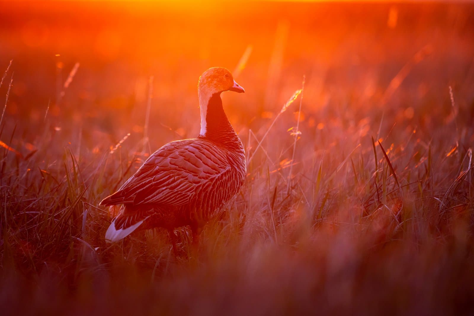 An emperor goose stands in tall grass during a vibrant sunset, illuminated by warm golden light in a coastal wetland environment.