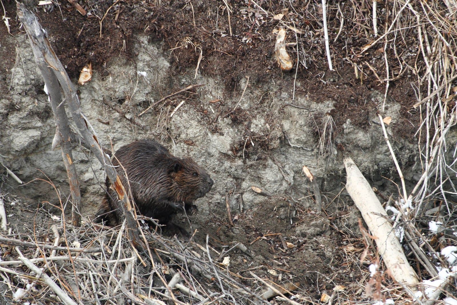 A beaver stands on the muddy bank of the Kanuti River during spring flooding, surrounded by debris and exposed soil.