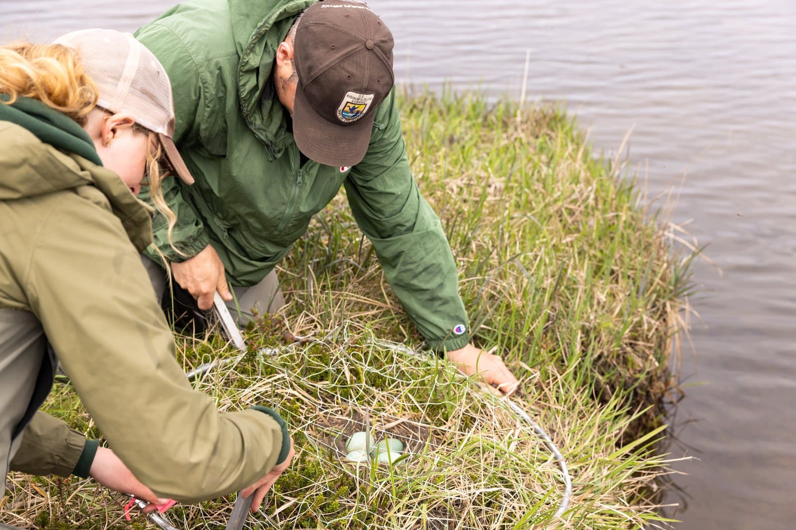 Two biologists in green jackets set a bownet over a nest containing four light-colored eggs in a grassy wetland area.