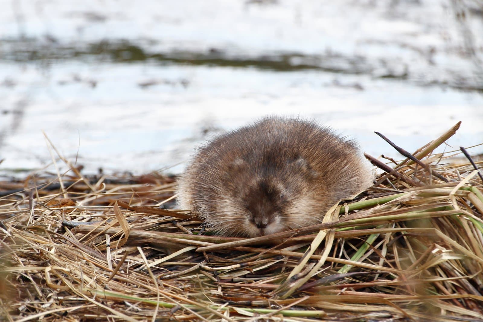A muskrat rests on the grassy shore of Kanuti Lake during the spring season, surrounded by dried reeds and calm water.