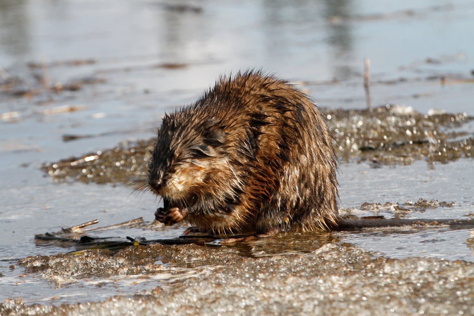 A wet muskrat sits on the edge of rotting ice at Kanuti Lake, finishing a meal of aquatic vegetation in the spring.