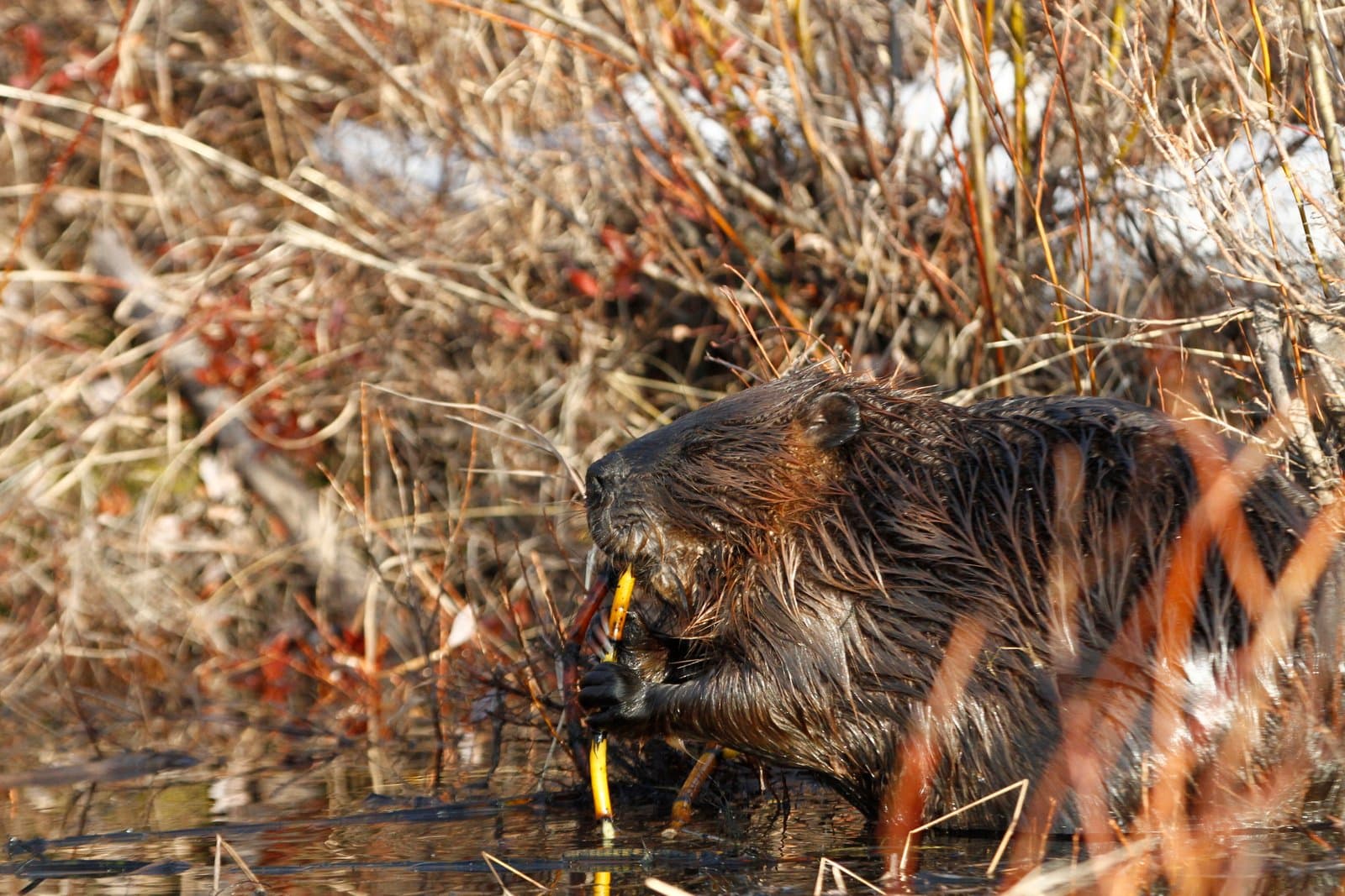 A beaver gnaws on horsetails along the flooded shore of Kanuti Lake during the spring season in interior Alaska.