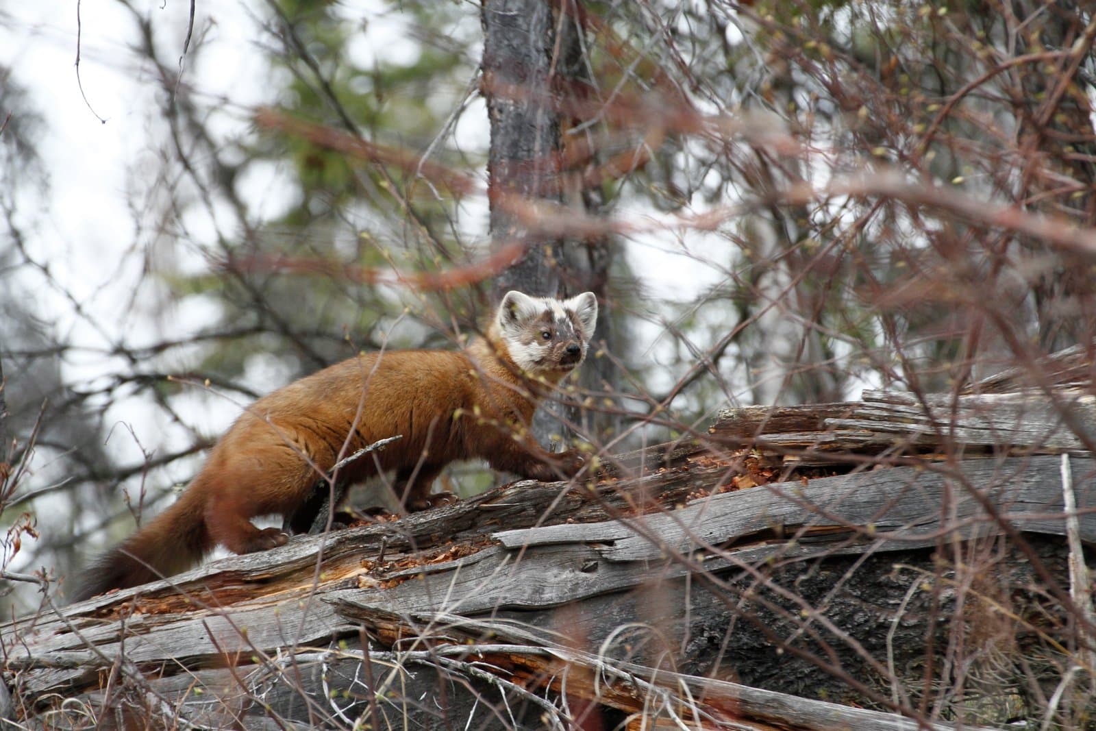 An American marten traverses a decaying, moss-covered log along the banks of the Kanuti River during a spring day in Alaska.