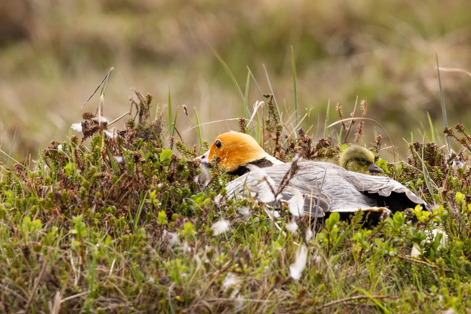 An adult emperor goose rests in tundra vegetation alongside an adopted cackling goose chick in a grassy nesting area.