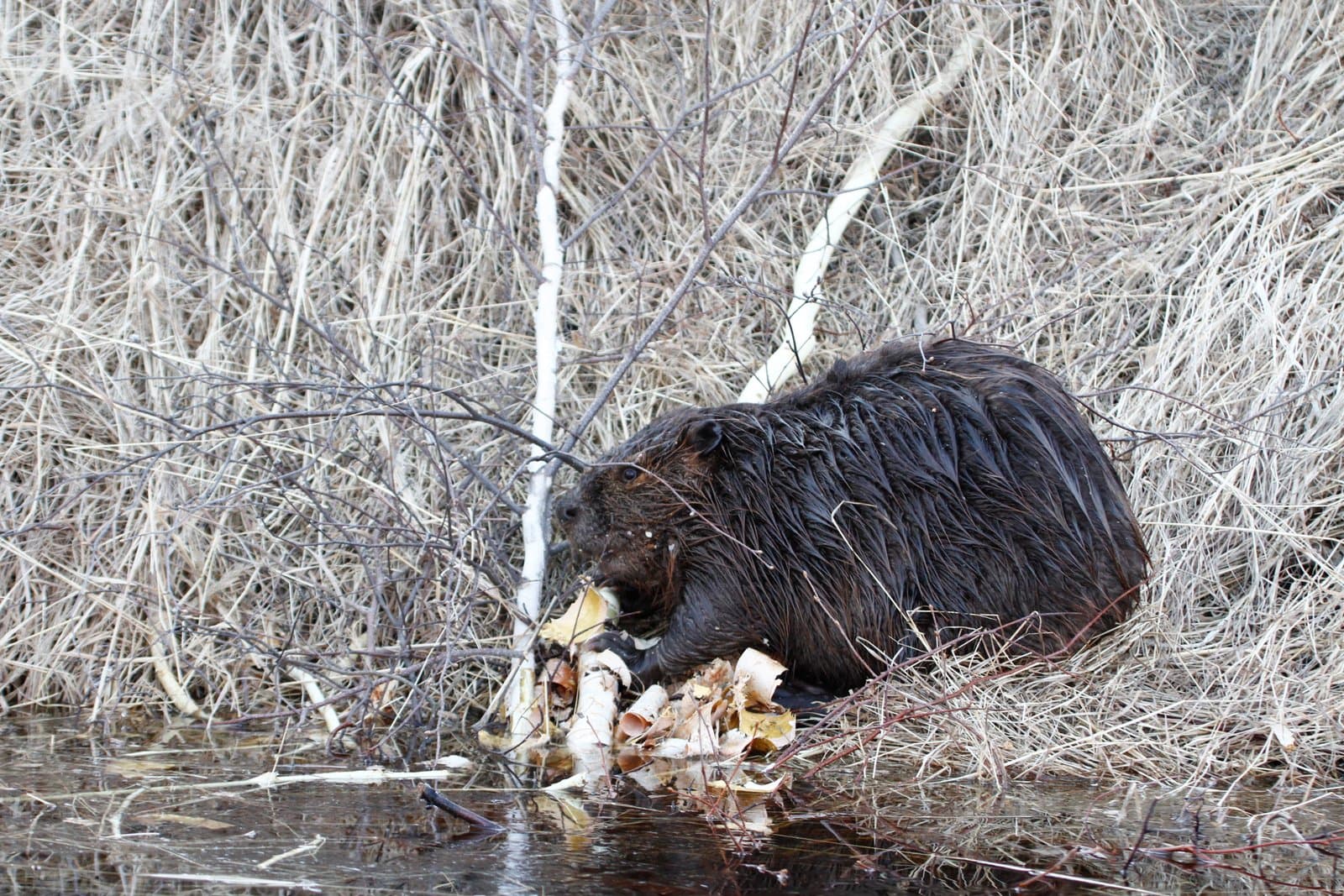 A beaver gnaws on birch branches along the bank of the Kanuti River during the spring flooding season in Alaska.