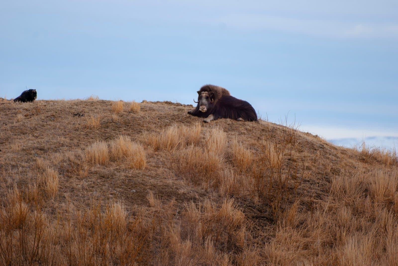 Two muskoxen rest on a dry, grassy hillside along Teller Road in rural Alaska during the late spring season.