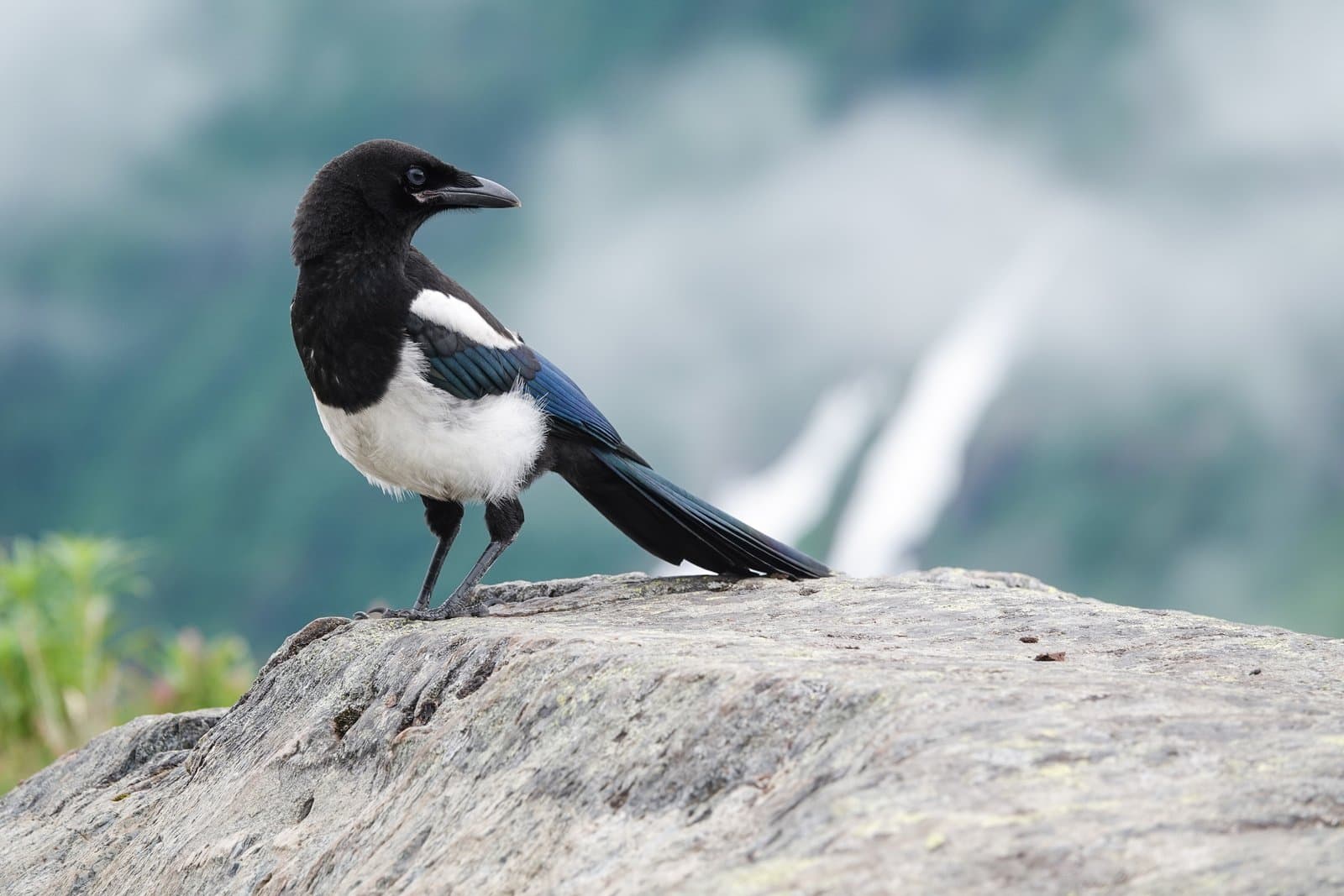 A black-billed magpie stands on a rocky outcrop with a blurred, misty mountain landscape visible in the background.