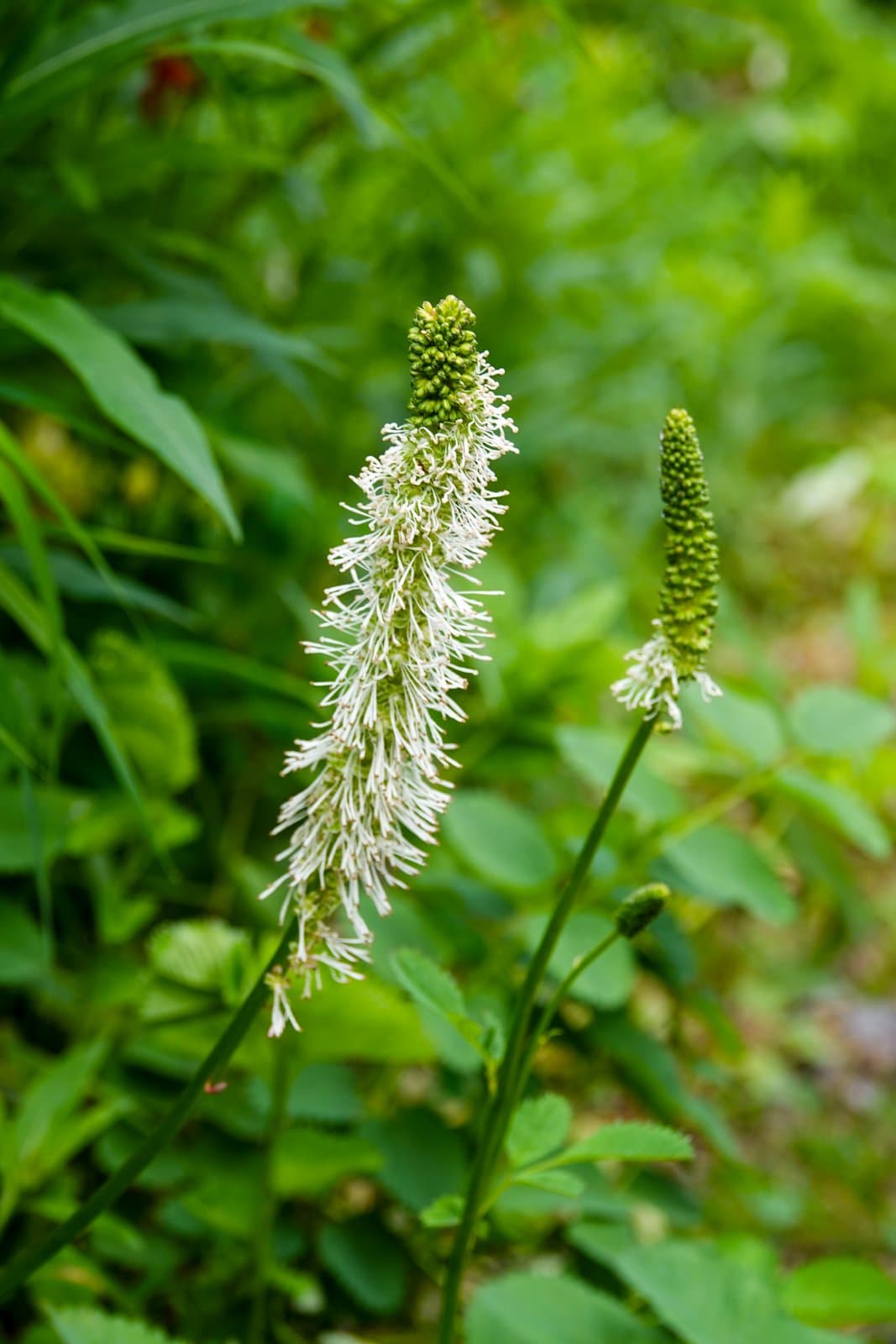 Two Sitka Burnet flower spikes with white, feathery stamens rise above green foliage in a lush, natural setting.