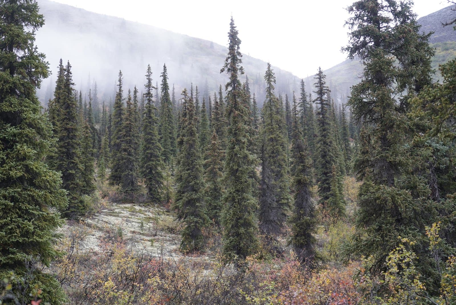 A dense forest of tall, slender spruce trees fills the foreground and midground, with some undergrowth showing autumn colors. In the background, misty mountains rise, partially obscured by fog.