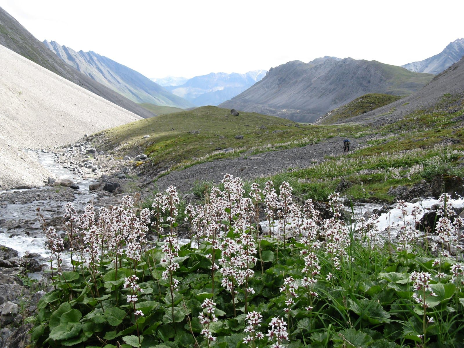 A wide shot of a mountainous valley with a winding river. In the foreground, numerous white wildflowers with green leaves bloom along the riverbank, while a person with a backpack hikes in the midground.