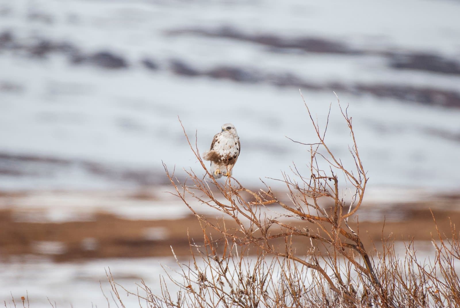 A white-morph Gyrfalcon rests on a bare, frost-covered shrub along Teller Road during a 2023 birding trip in rural Alaska.