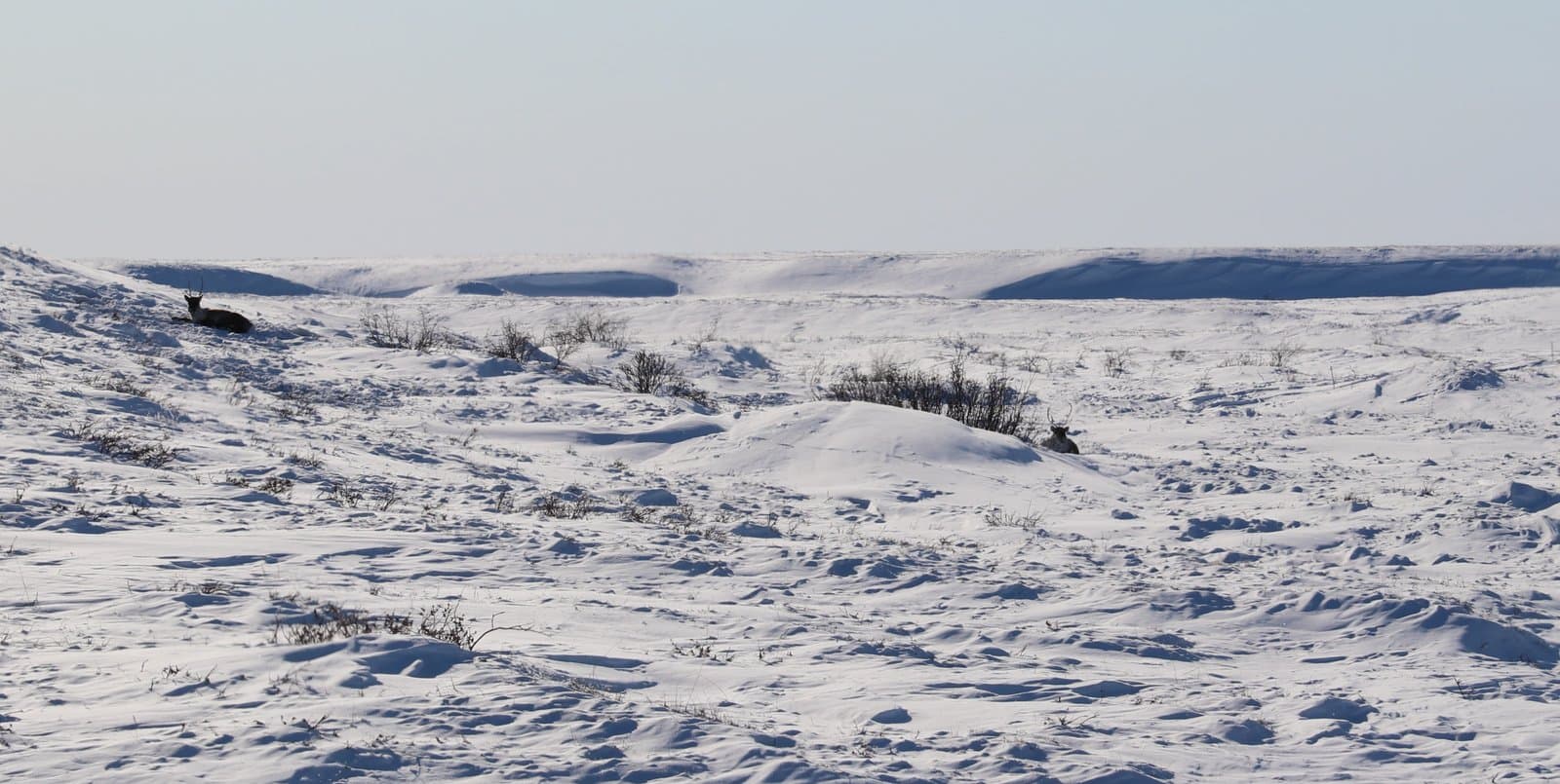 Two caribou rest in a vast, snow-covered tundra landscape under a clear sky during the late winter season.