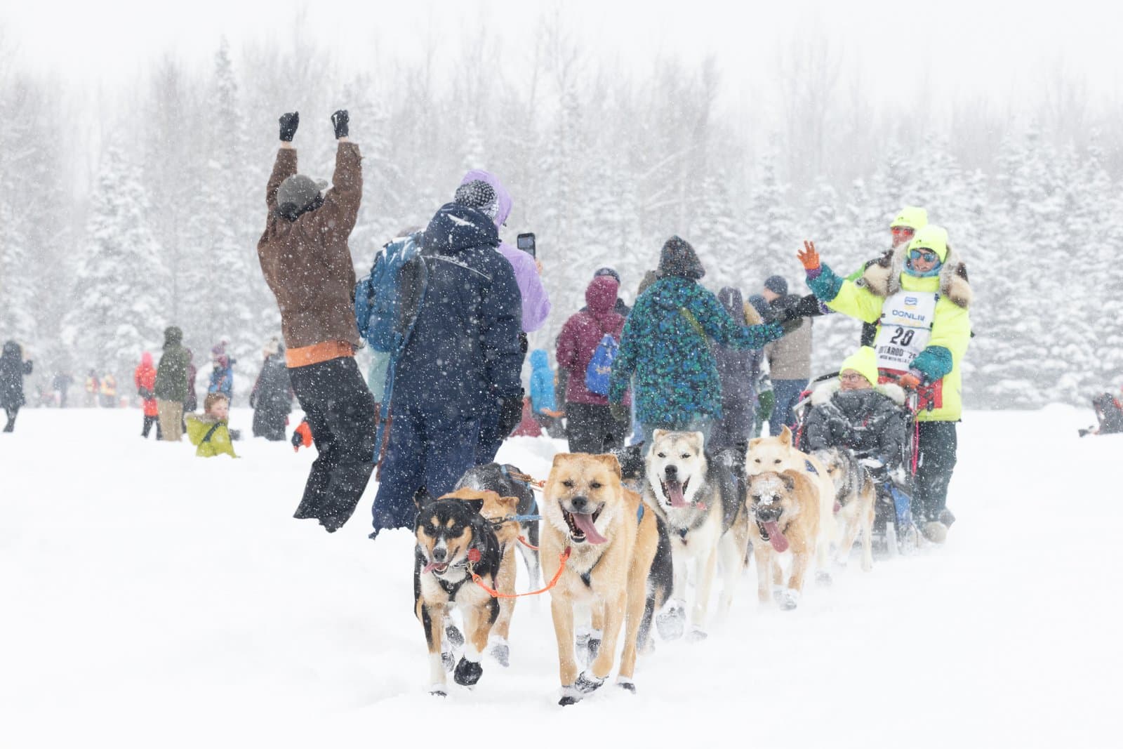 Spectators cheer and photograph a dog sled team racing through a snowy landscape during a winter competition in Alaska.