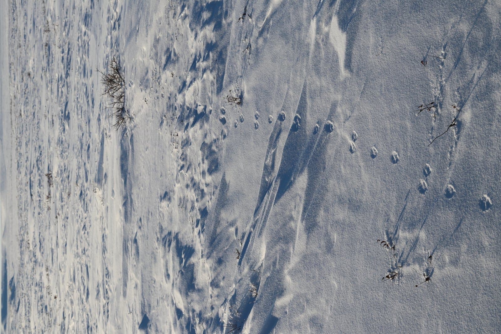 Arctic fox tracks trail across the snow-covered landscape of the National Petroleum Reserve in Alaska during the late winter season.