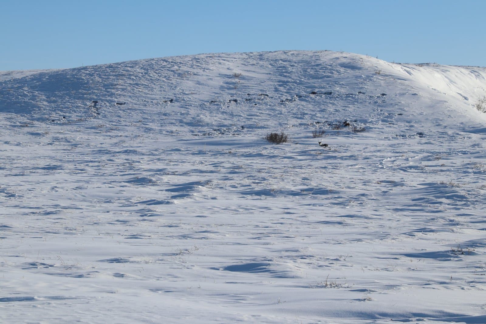 Two caribou rest on a vast, snow-covered tundra landscape under a clear blue sky in late March.