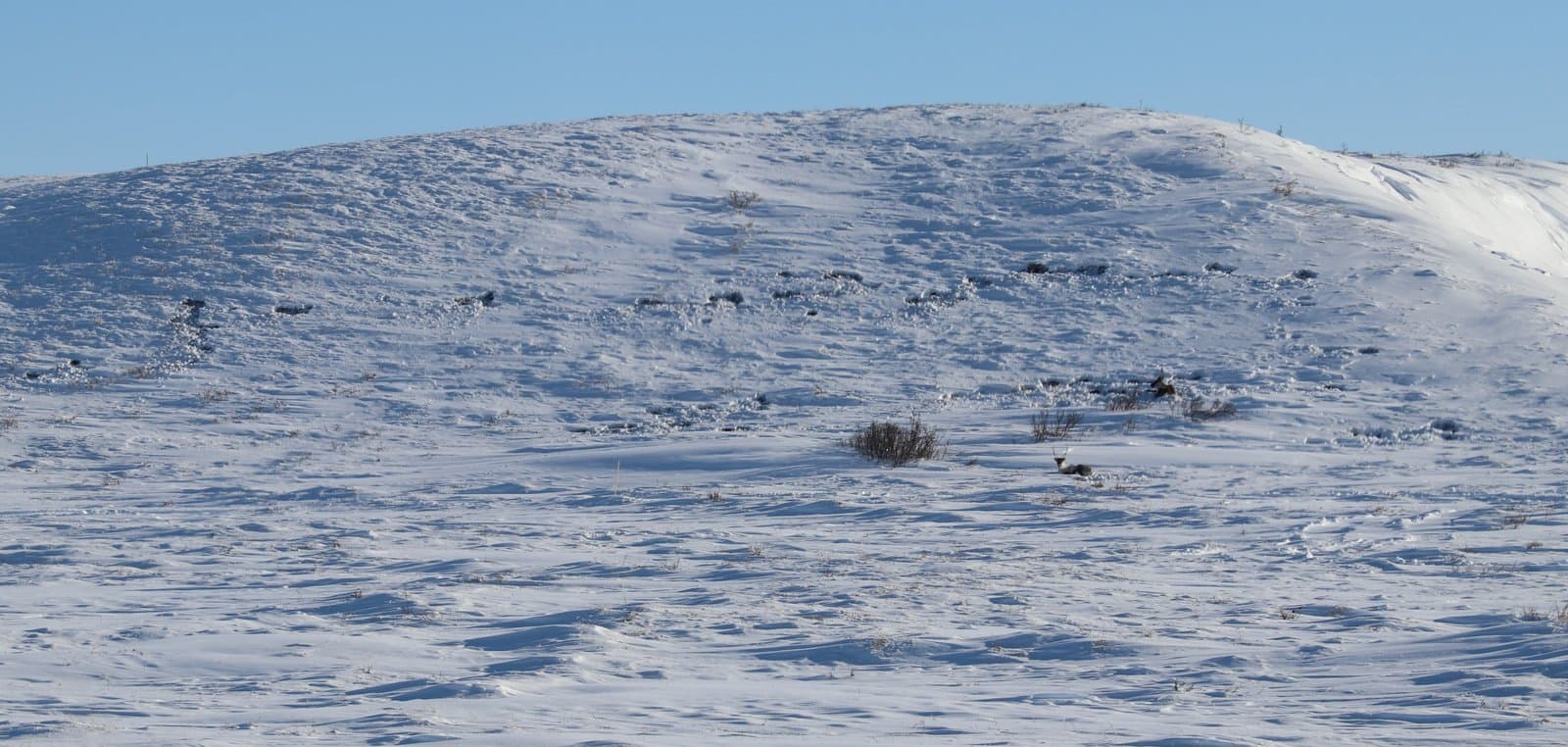 Two caribou forage for food in a vast, snow-covered landscape marked by small craters where they have dug through the deep snow.