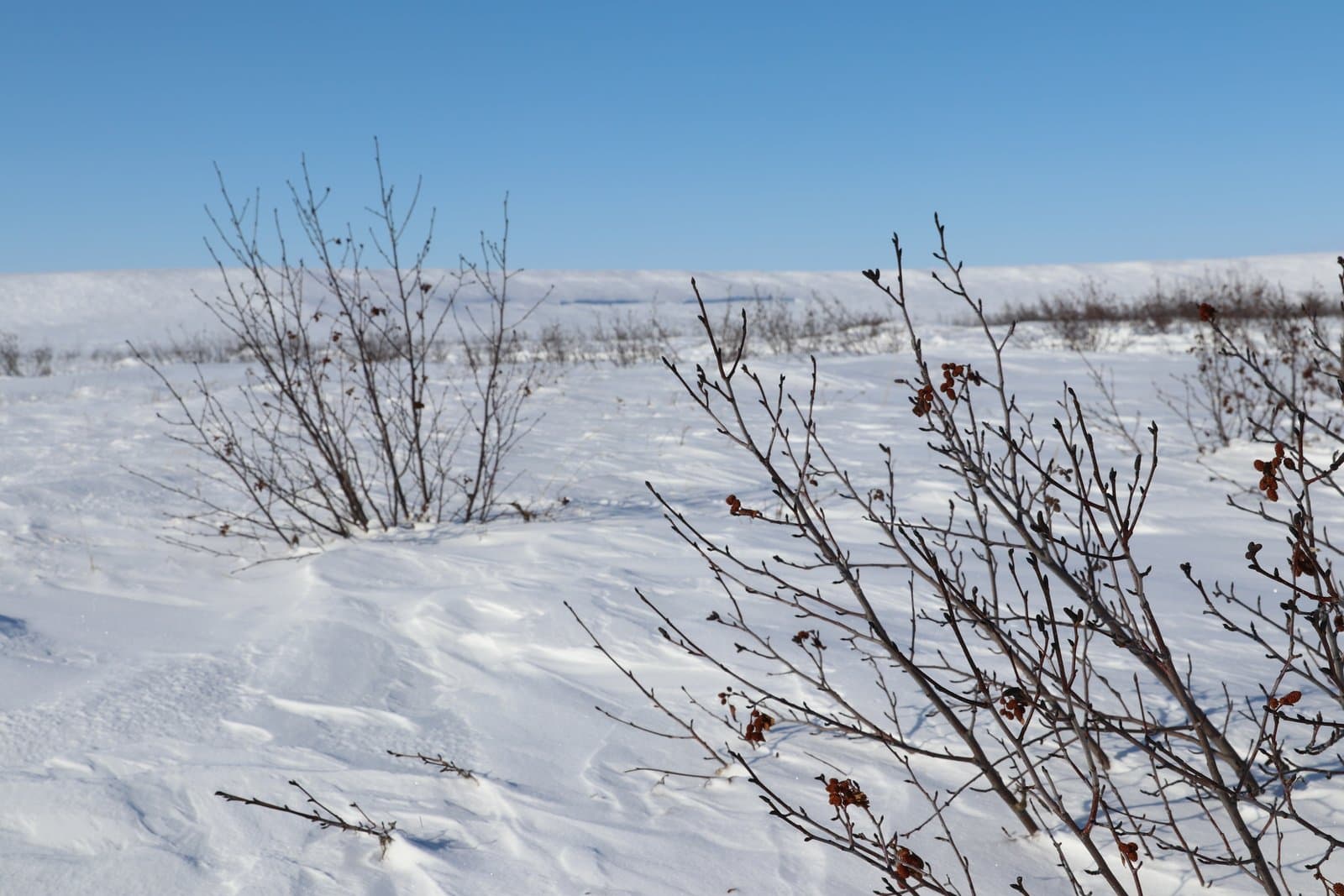 Dormant alder bushes with catkins stand in a snow-covered landscape under a clear blue sky during early spring in Alaska.
