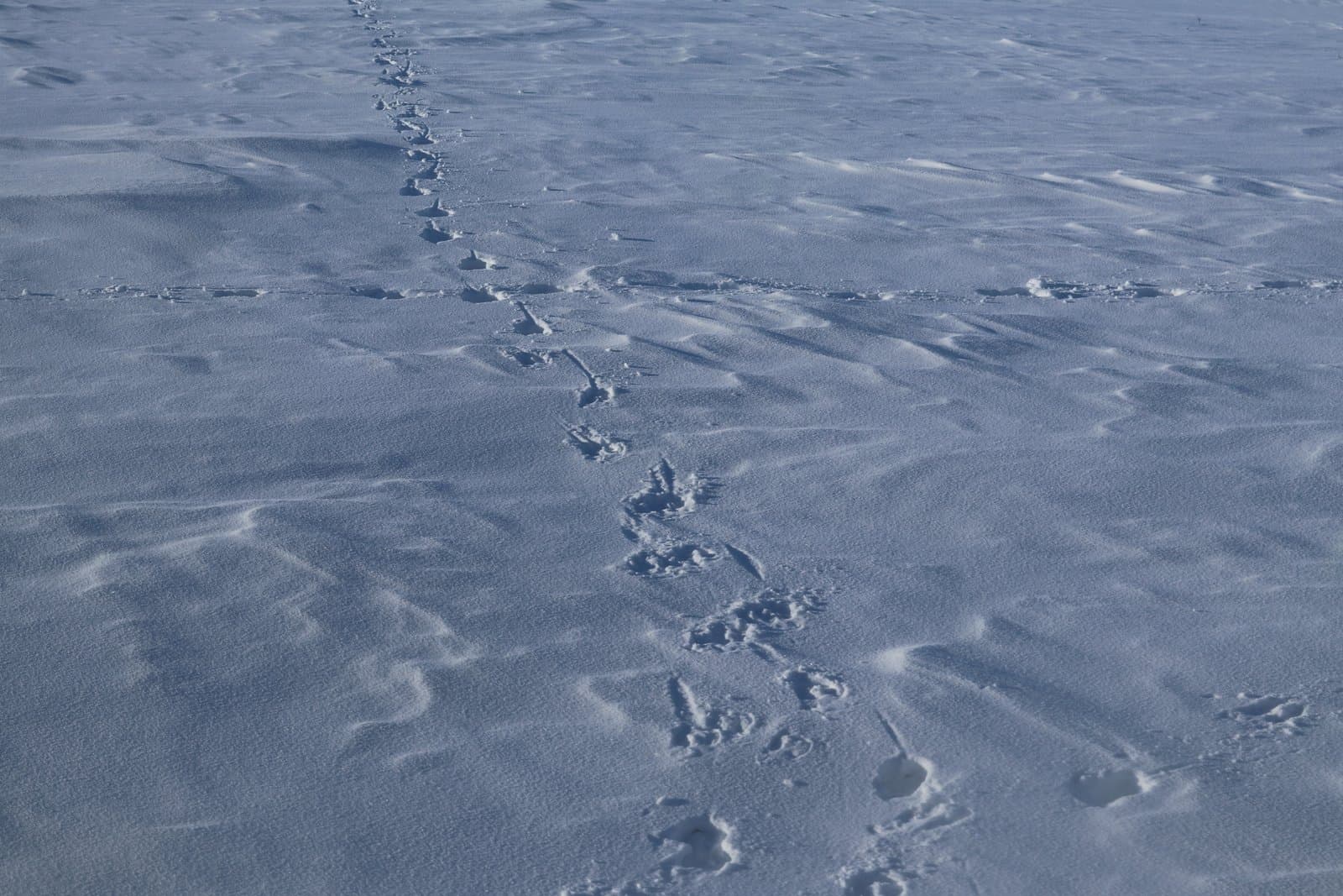 Caribou tracks traverse a vast, snow-covered landscape, leading toward the sheltered lee side of a distant bluff in the Alaskan wilderness.