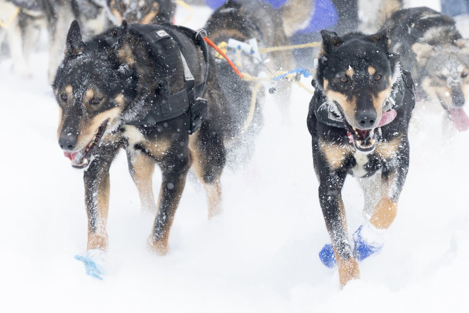 Two lead sled dogs run through deep snow while pulling a sled during a winter race in Alaska.