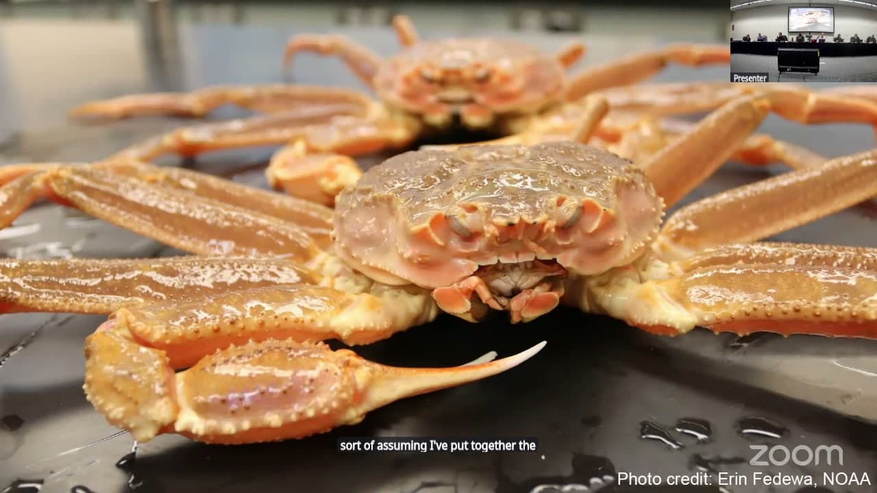 Cover image for article: North Pacific council's SSC keeps snow crab buffer at 40%, not 50%