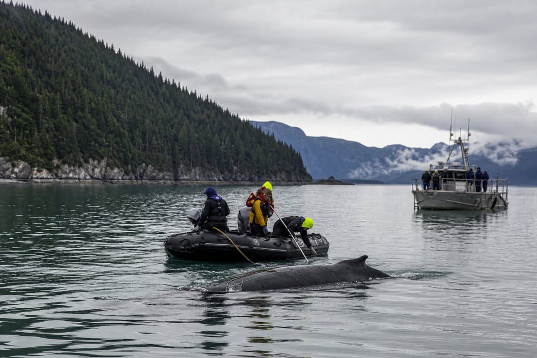 A NOAA crew cut a tangled humpback free at Endicott Arm | Alaska News