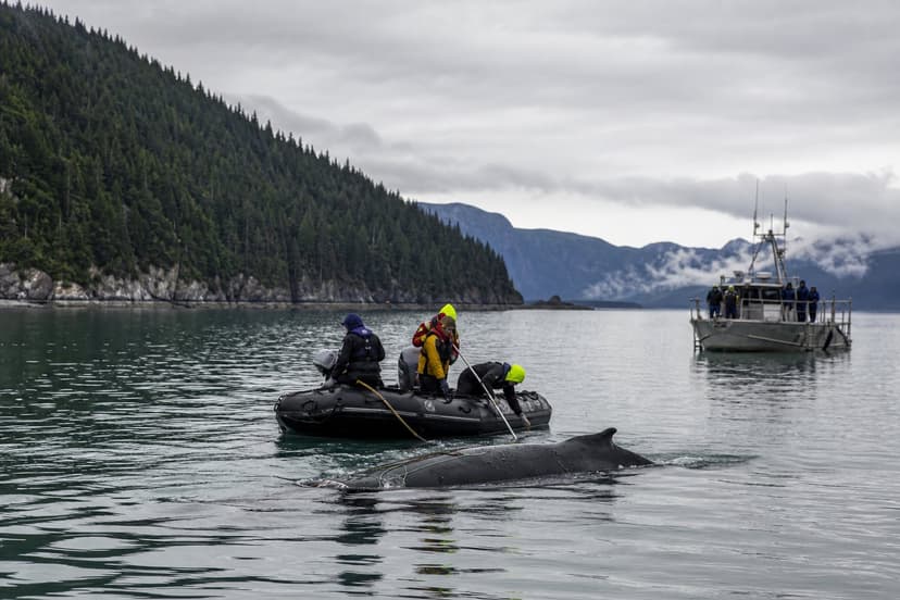 A NOAA crew cut a tangled humpback free at Endicott Arm | Alaska News