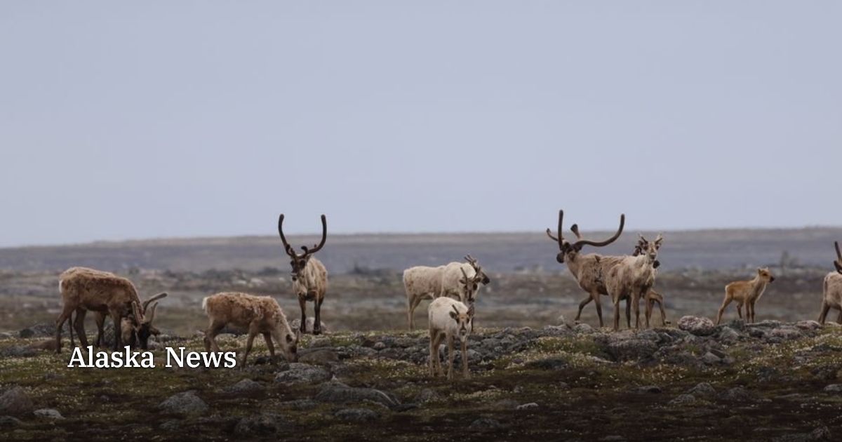 Board of Game proposals would cut Western Arctic caribou limits further ...