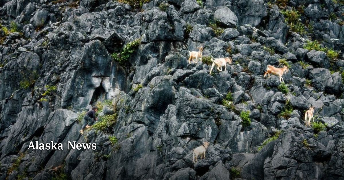 Goat hunt RG249 north of Valdez Arm closes | Alaska News