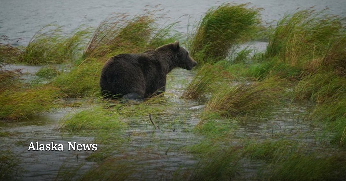 King salmon closures spread across Mat-Su and West Cook Inlet as runs ...