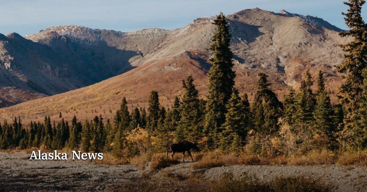 TM059 moose hunt in Unit 1D closes Monday night at 24 bulls | Alaska News